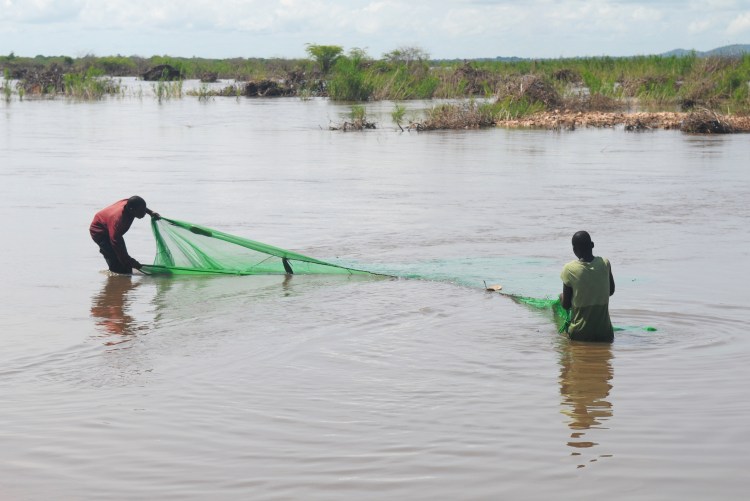 netting fish from the beach