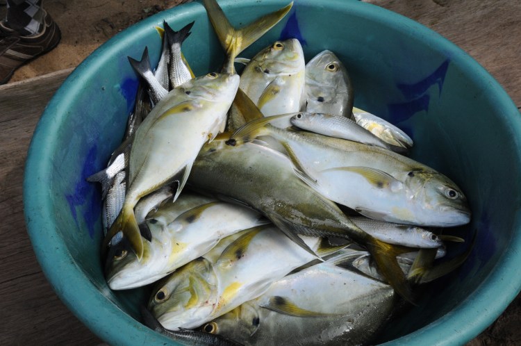 a bowl of freshly caught fish